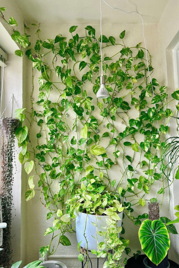 How to Make Pothos Fuller: Simple Tips for Lush, Bushy Growth 33 at Foliah Apartment Pothos Wall by reenasplants via Instagram