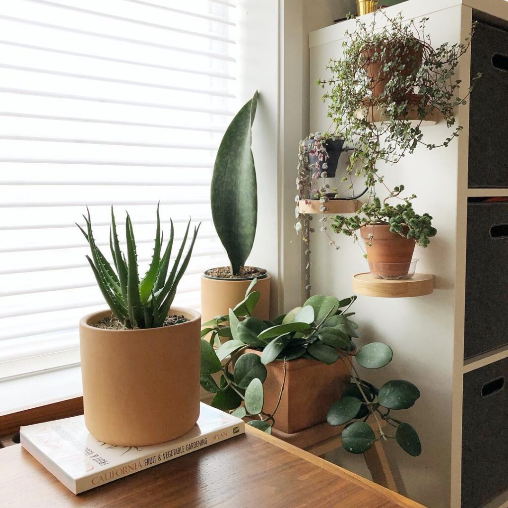 How to Grow Aloe Vera Plants Indoors: 9 Simple Tips 9 at Foliah Beautifully sculptural, low maintenance Hedgehog Aloe humilis by workhardplanthard via Instagram