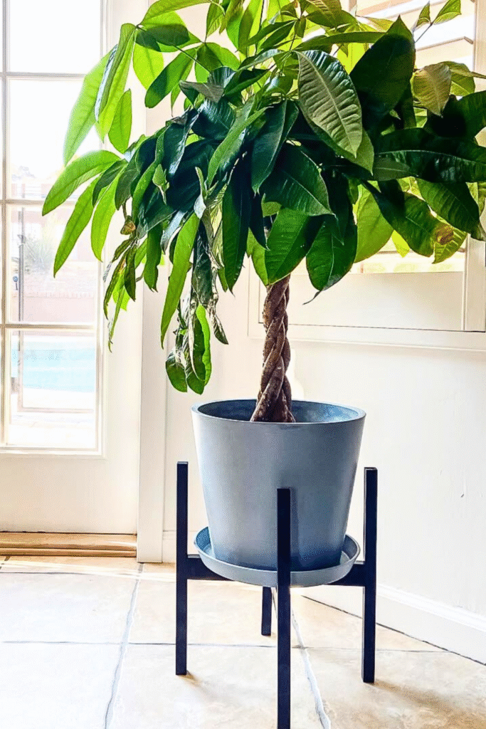DIY Wood plant stand by MCPMade Insta houseplants decor