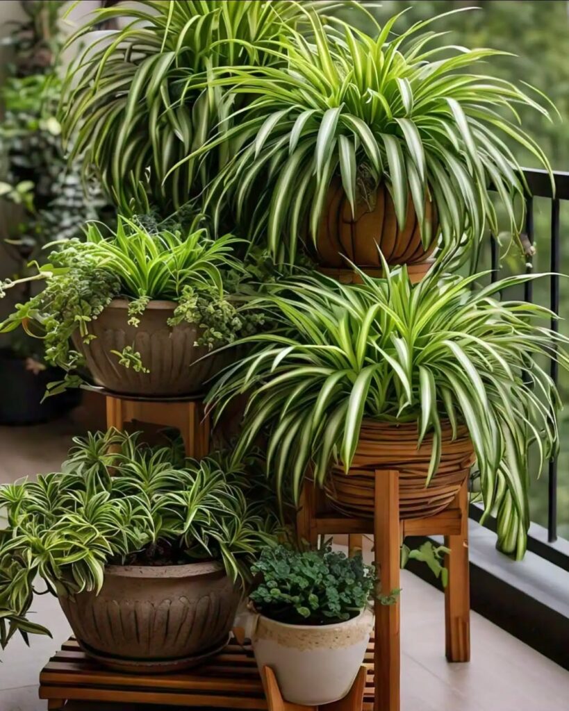 Gorgeous spider plant display by flowerlovers2022 via Instagram