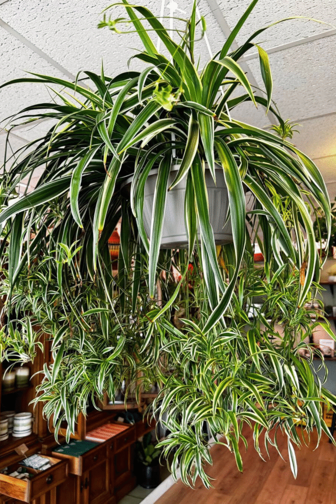 Huge, lush spider plant in hanging pot by plantedcollectivenatick via Instagram