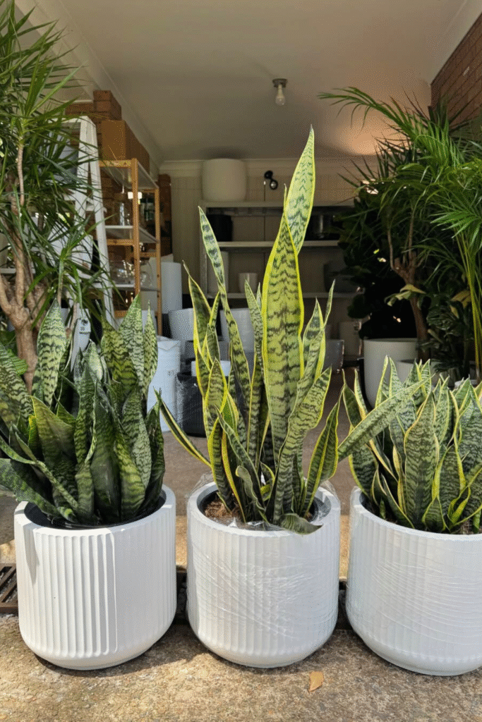 Three snake plants in white ceramic pots by sydneyplantsandpots_shop via Instagram