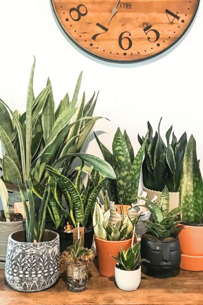 Various snake plants in different ceramic pots on wooden floor by plantsflowersfoundation via Instagram