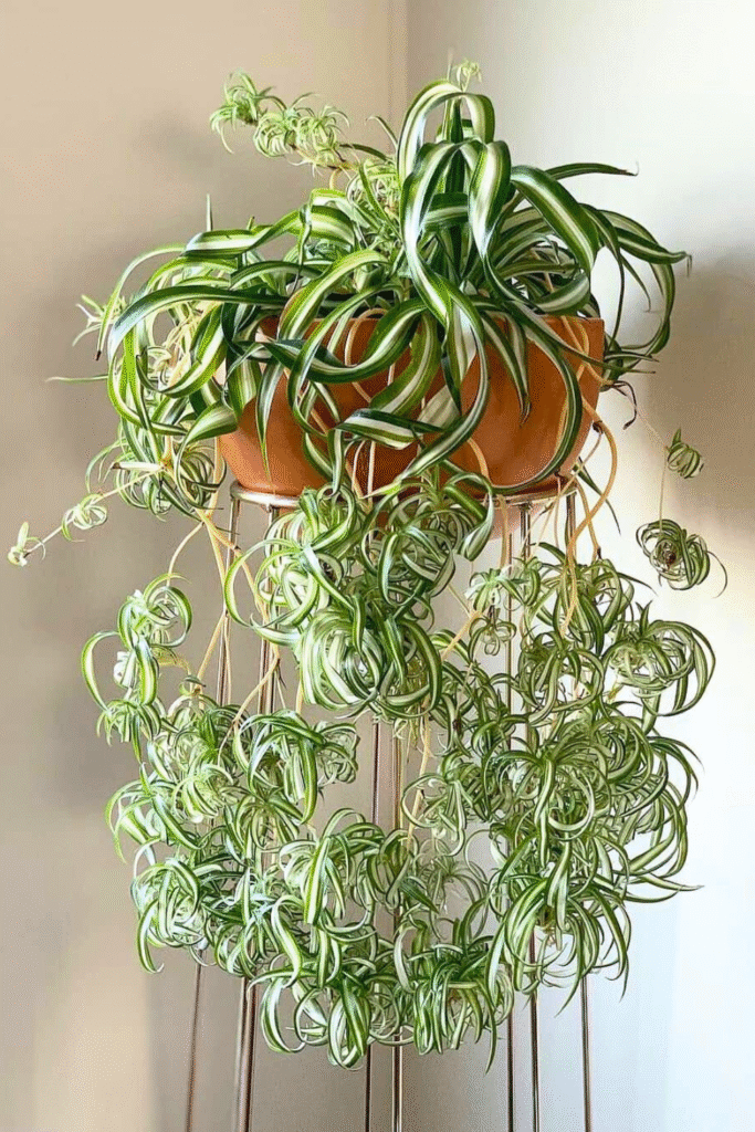 Wonderful curly spider plant in hanging pot by plantcultivation via Instagram