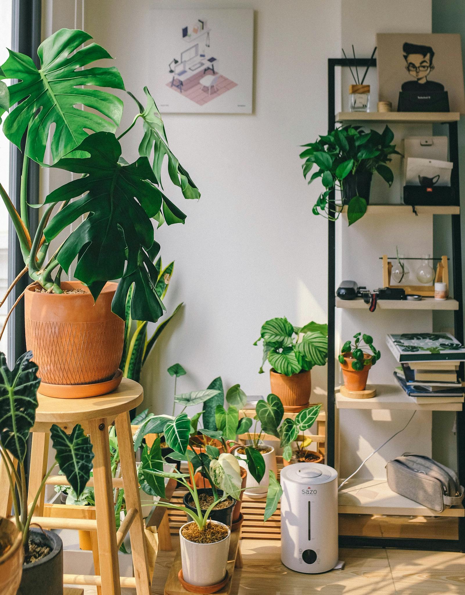 a bright room filled with various houseplants creating a serene indoor garden vibe. 3891103 houseplants decor