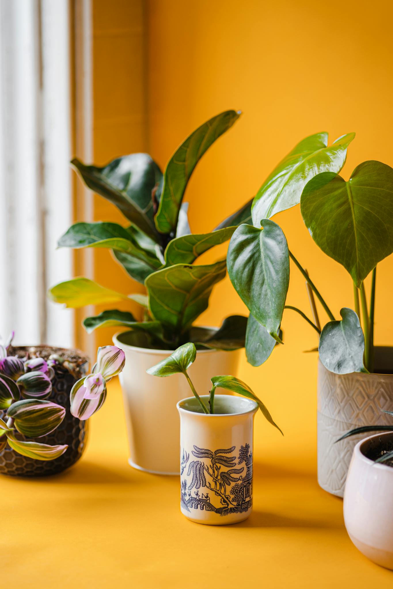 a collection of potted houseplants against a bright yellow background showcasing indoor greenery. 7245621 houseplants decor