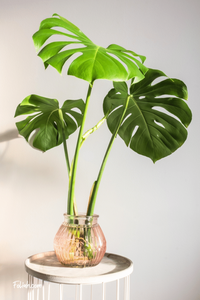 Beautiful monstera deliciosa cutting propagating in water with a new leaf