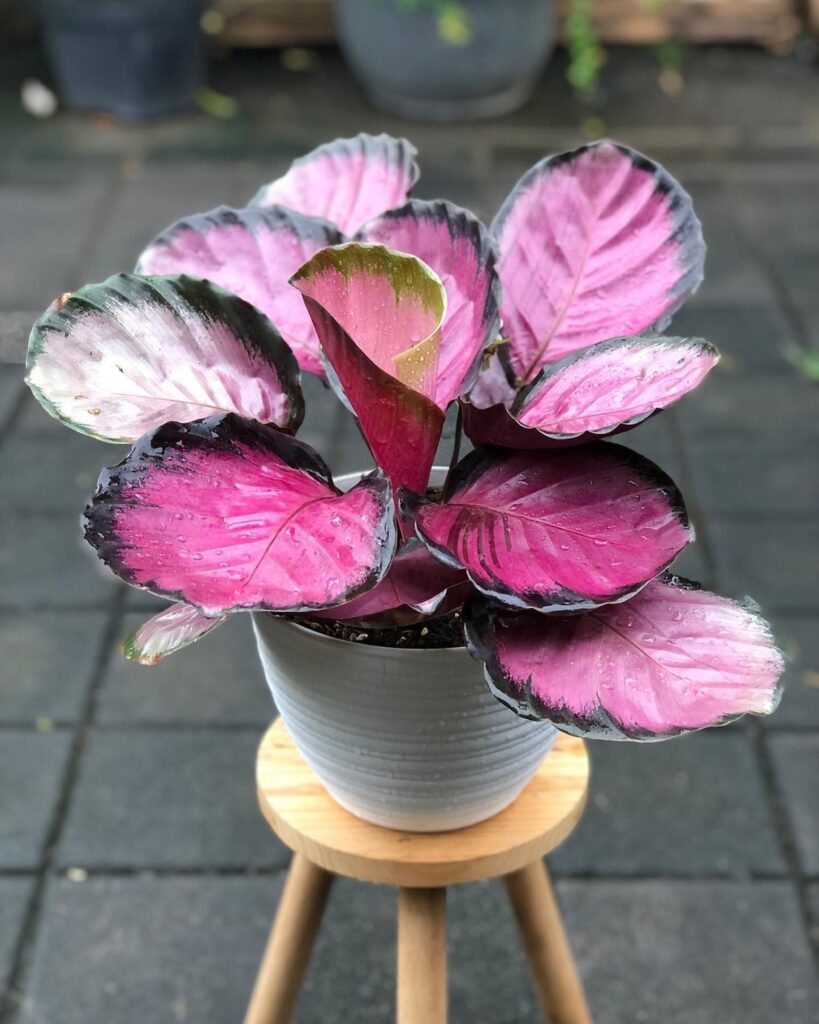 Calathea Crimson is a stunning variety of Calathea known for its vibrant, colorful foliage.