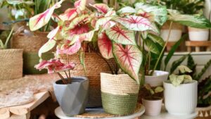 Colorful low light house plants