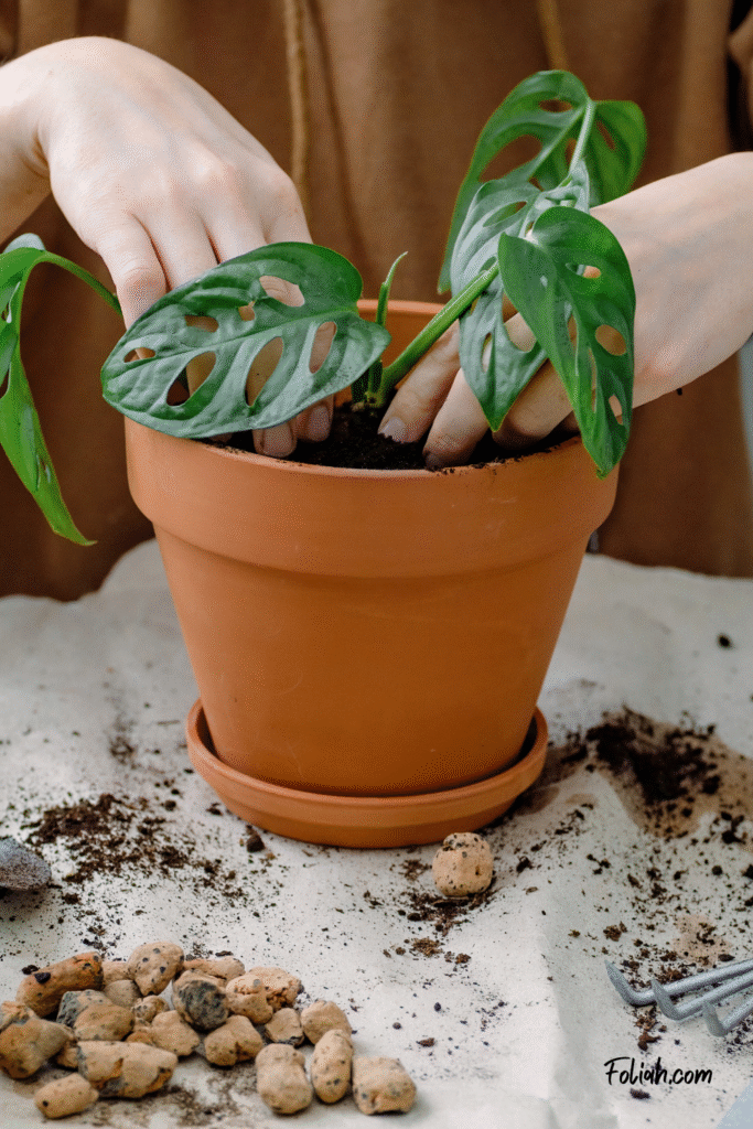 Female hands potting monstera monkey mask