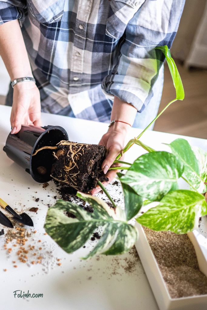 Female home gardener transplant natural variegated monstera on table with soil