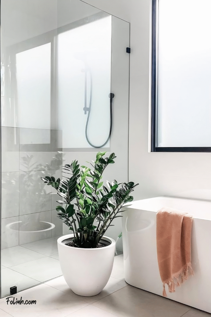 Glossy green ZZ plant in white pot beside a modern bathtub &ndash; a stylish bathroom plants decor idea for low light rooms.