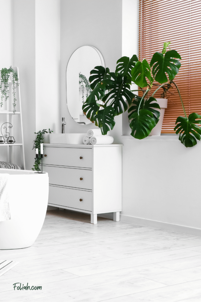 Interior of light bathroom with bathtub and Monstera houseplant