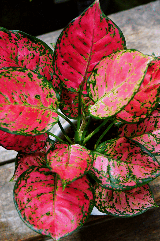 King Red Aglaonema with striking pink and green variegated leaves, ideal for low light indoor spaces and stylish house plants decor