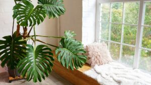 Large healthy Monstera deliciosa in loft room
