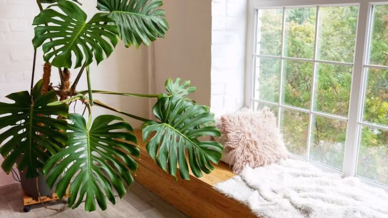 Large healthy Monstera deliciosa in loft room
