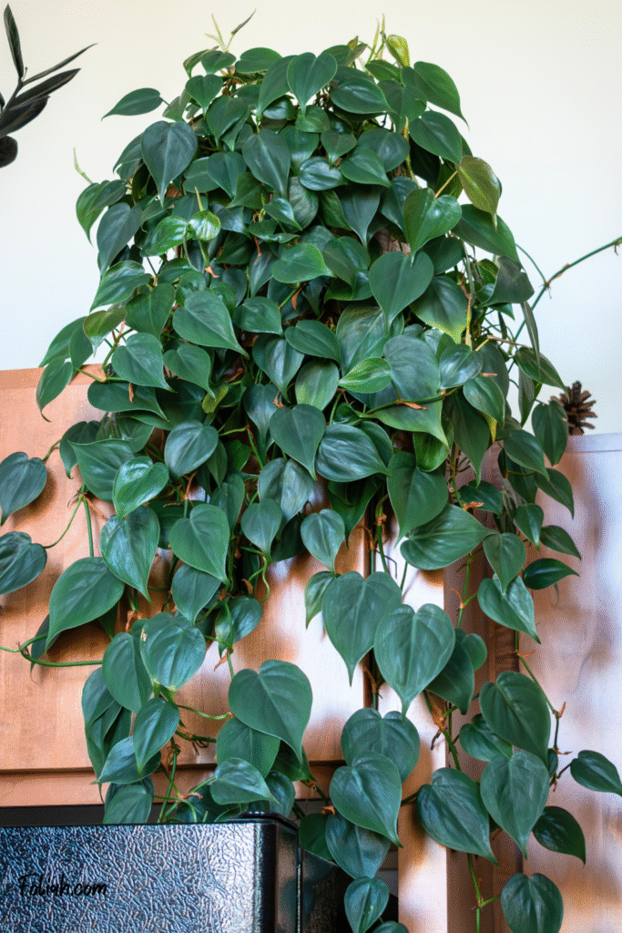 Lush heartleaf philodendron cascading down a bathroom cabinet, with trailing vines of glossy, heart-shaped leaves creating a natural waterfall effect. This low-light-loving plant adds a tropical, spa-like feel to the space and thrives in bathroom humidity.