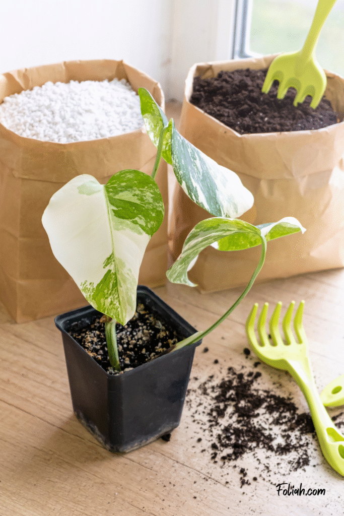 Monstera borsigiana albo variegated in a black pot for growing seedlings. Garden tools, cacti and paper bags and scattered soil on the windowsill.