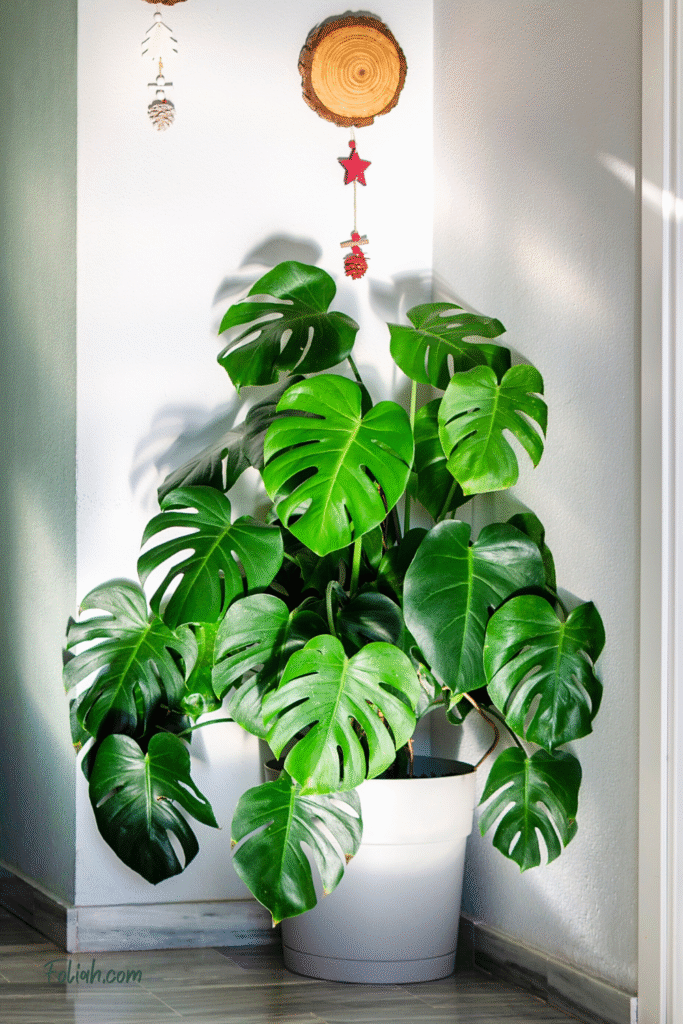 Monstera deliciosa house plant in white container indoors