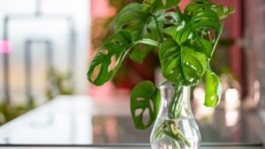 Monstera monkey mask Adansonii in glass vase, stem cuttings in water