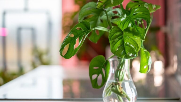 Monstera monkey mask Adansonii in glass vase, stem cuttings in water