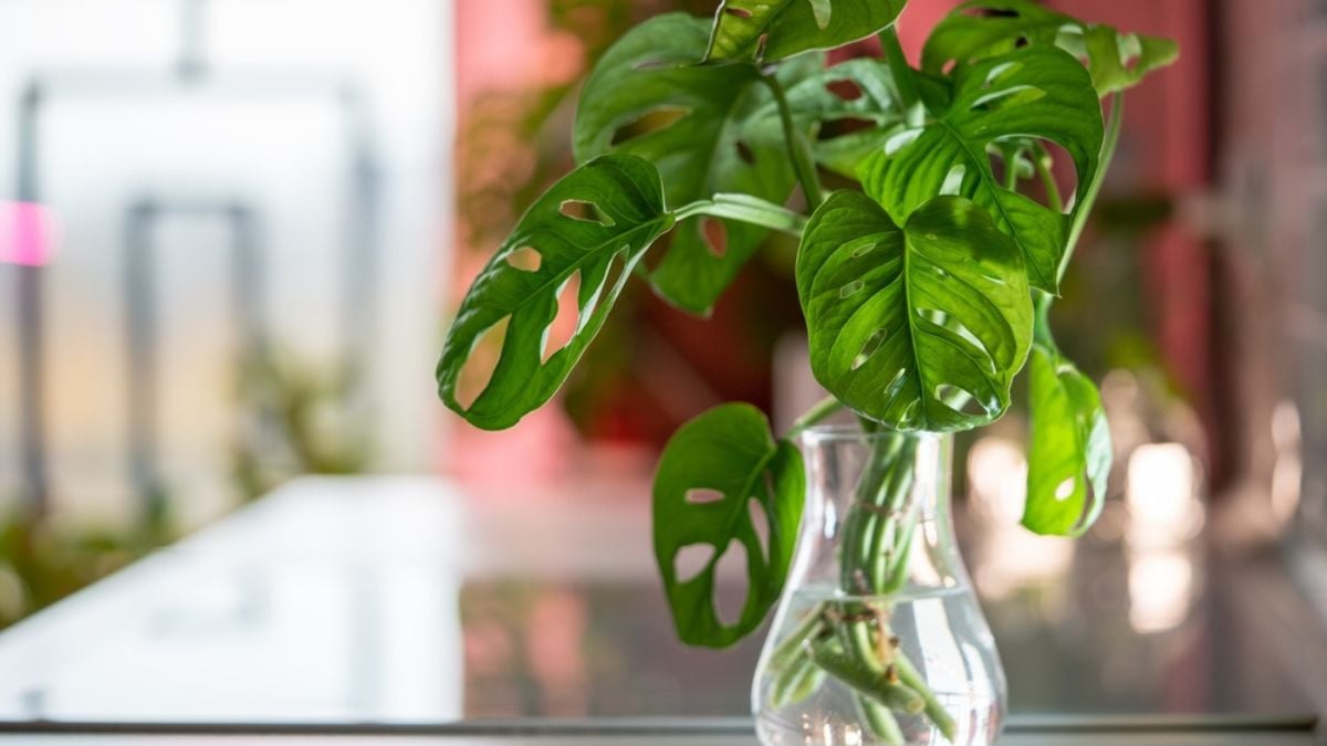 Monstera monkey mask Adansonii in glass vase, stem cuttings in water