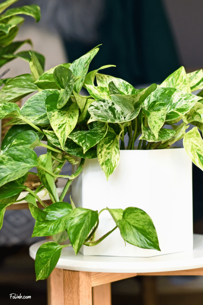 Pothos Marble Queen, a colorful tropical indoor plant, shown in a white planter on a wooden plant stand