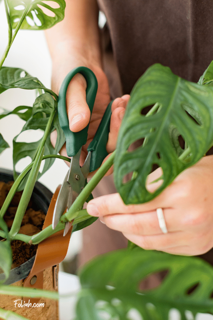 Take a monstera adansonii cutting with clean scissors below the node houseplants decor