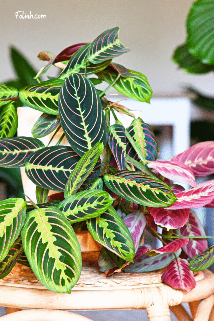 Tropical 'Maranta Leuconeura Fascinator' houseplant with leaves with exotic red stripe pattern table in living room with many plants