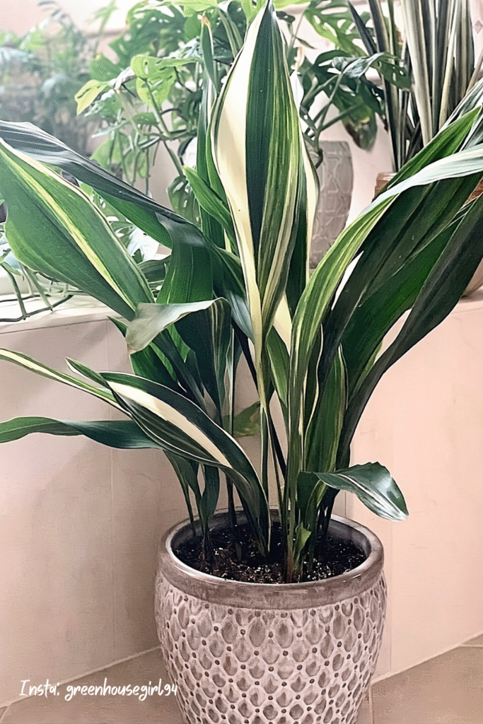 Variegated cast iron plant (Aspidistra) in a patterned grey pot sitting in a small bathroom corner with soft light, surrounded by other houseplants. Great example of bathroom plants decor and low light indoor plants for small bathroom ideas.