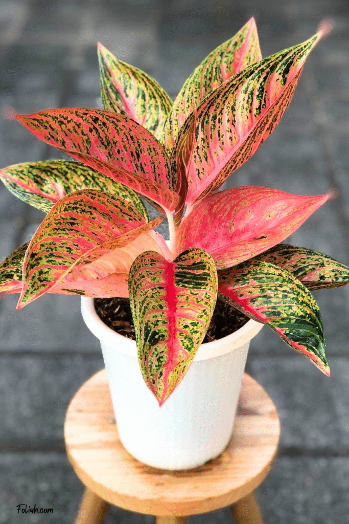 Healthy Aglaonema red legacy with colorful foliage in white pot on house plant stand