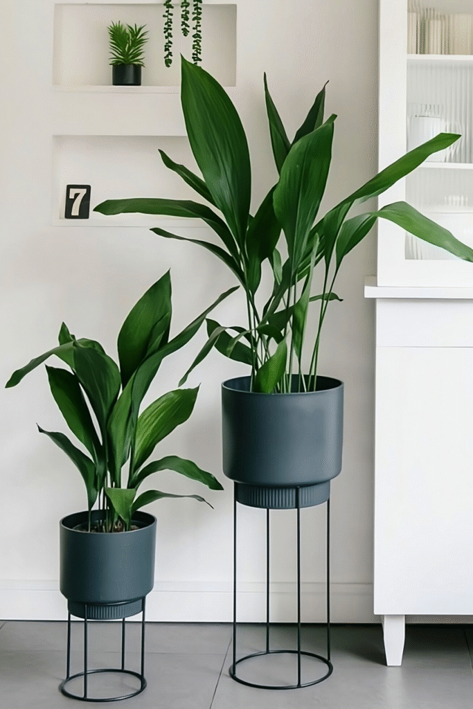 Tall green cast iron plants in modern grey pots, a hardy low light house plant for indoor home decor