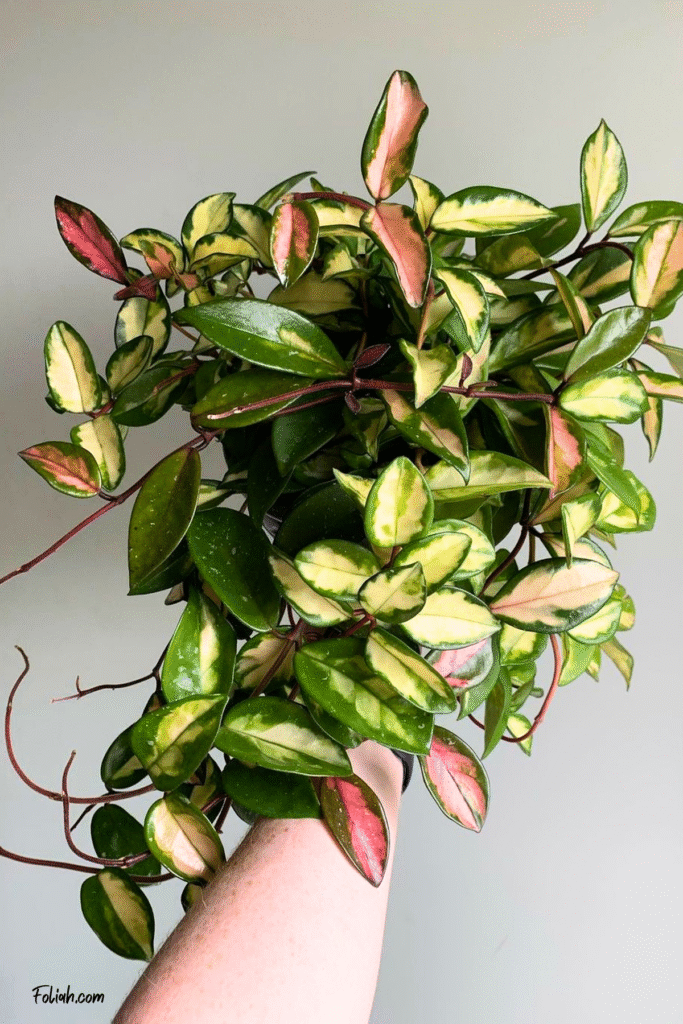 Hoya crimson princess colorful house plant for dark rooms