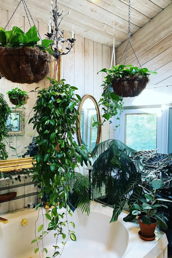 Lush trailing Hoya plant hanging above a bathtub in a low light bathroom, surrounded by other low light house plants like pothos, Norfolk Island pine, heart leaf Philodendron, Ficus Audrey, and parlor palm