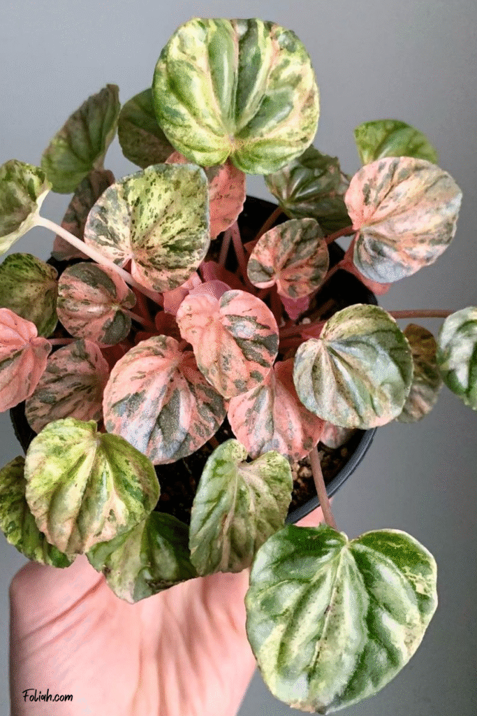 A colorful house plant called Pepperomia Pink Lady with small round leaves in pink, peach, and variegated greens