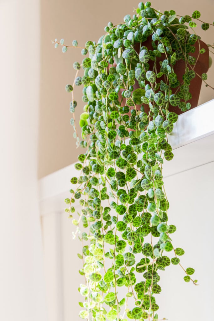 15 Hanging House Plants That Instantly Make a Room Feel Lush 12 at Foliah "String of turtles" (peperomia prostrata) trailing houseplant in terracotta pot cascading from the edge of a white shelf. Trendy houseplant in a modern minimalist apartment.