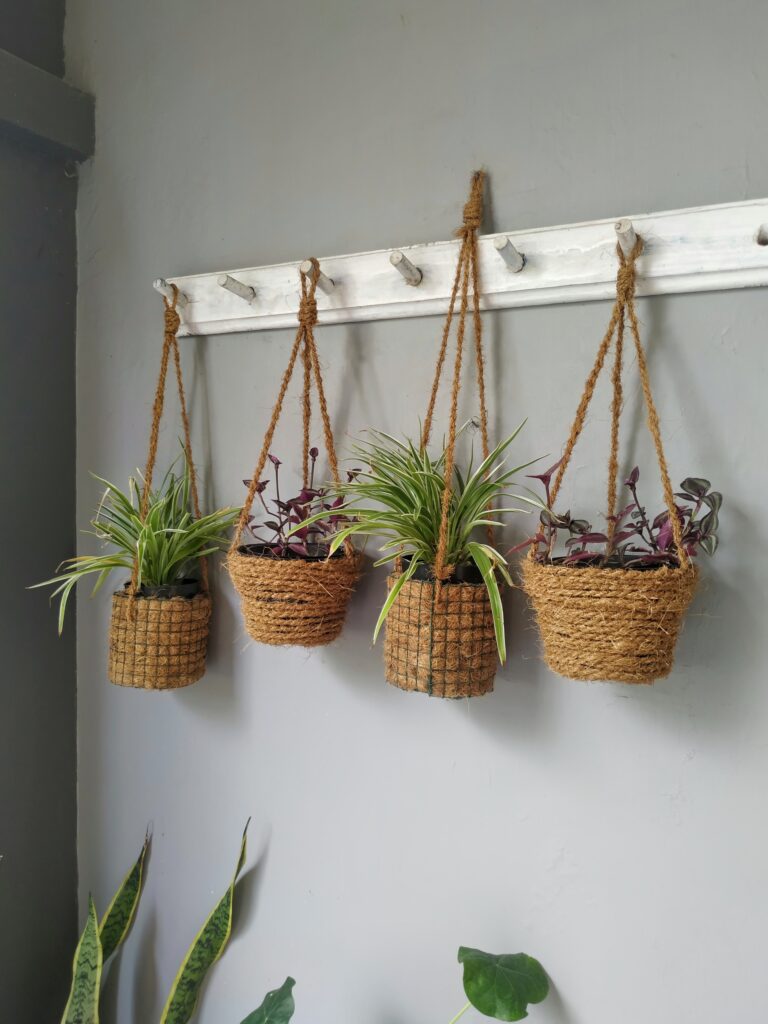 A row of hanging spider plants Chlorophytum comosum known as bulu ayam in Indonesian or Paris lily displayed in hemp rope pots as home decoration plants houseplants decor