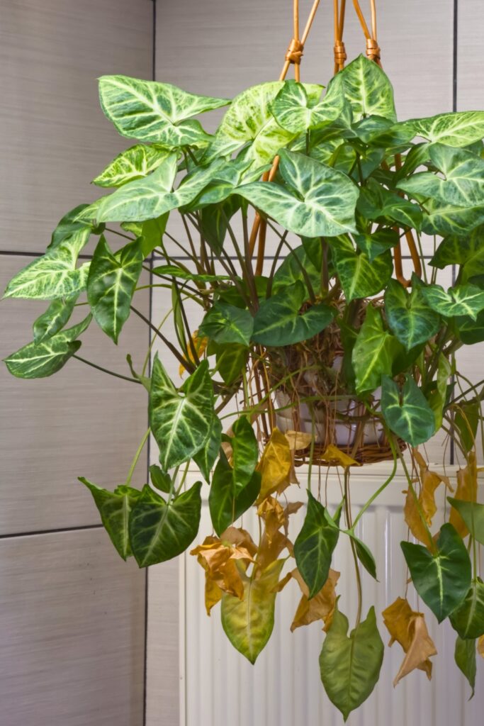 Arrowhead Plant, Syngonium Podophyllum, hanging plant in the bathroom, some leaves are drying due to the hot air from the radiator.