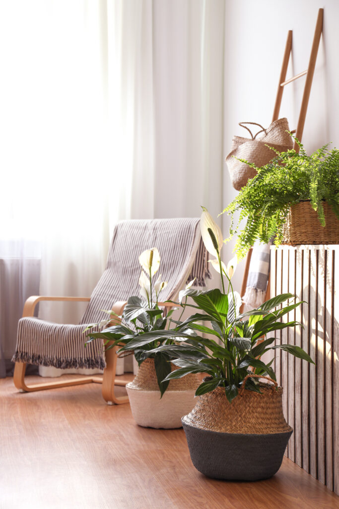 Beautiful potted plants in stylish room interior. Design elements