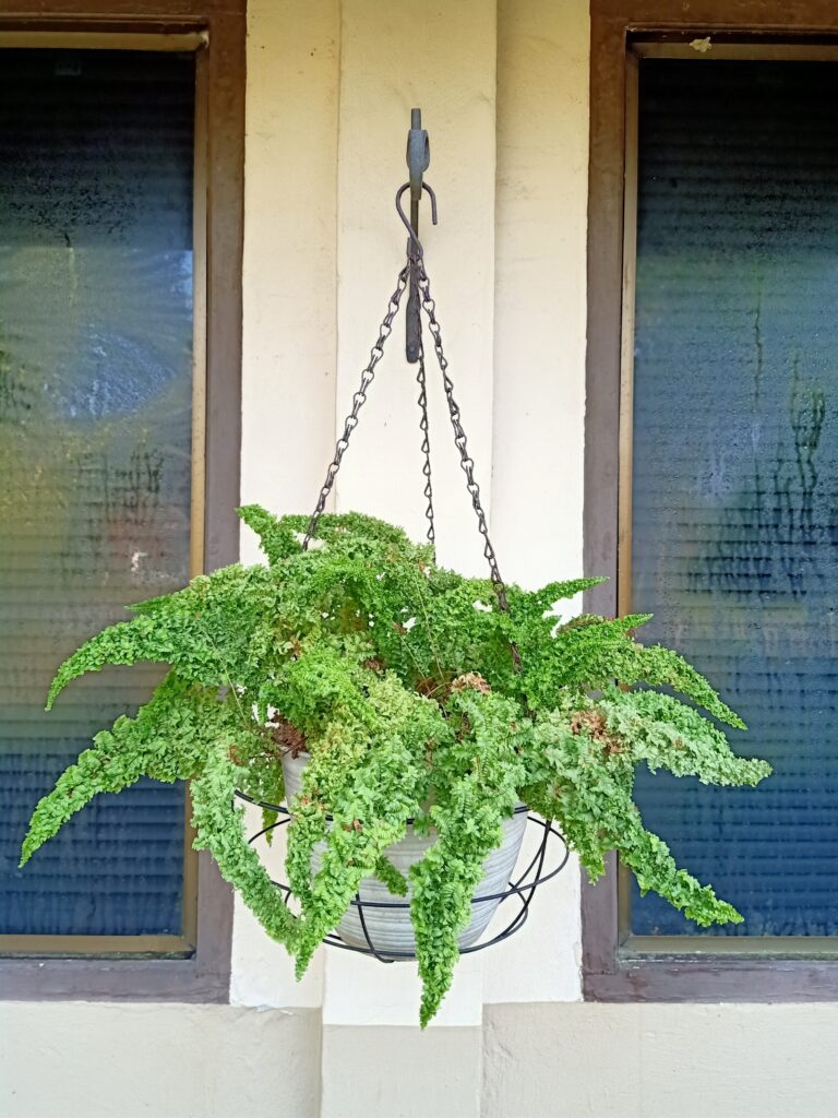 Beauty of Nephrolepis Exaltata Or Boston Fern
