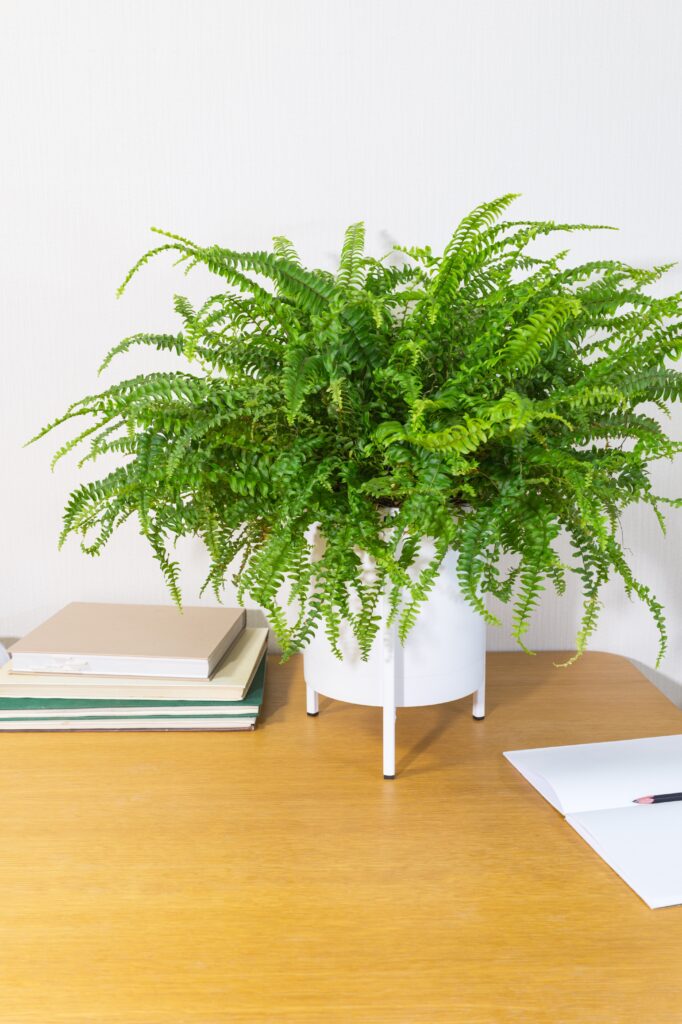 Boston fern Nephrolepis Lat. Nephrolepis exaltata Bostoniensis is a beautiful bushy decorative houseplant on a wooden work table in the interior. Cozy comfortable workspace houseplants decor