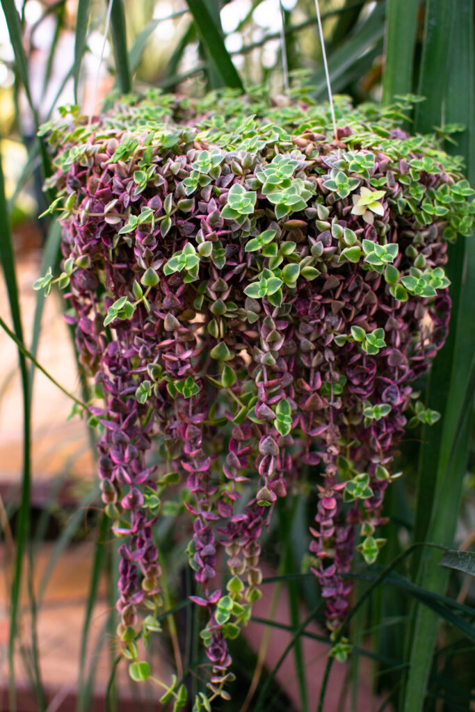 Close-up hanging purple green callisia creeping plant in hanging pot in bathroom