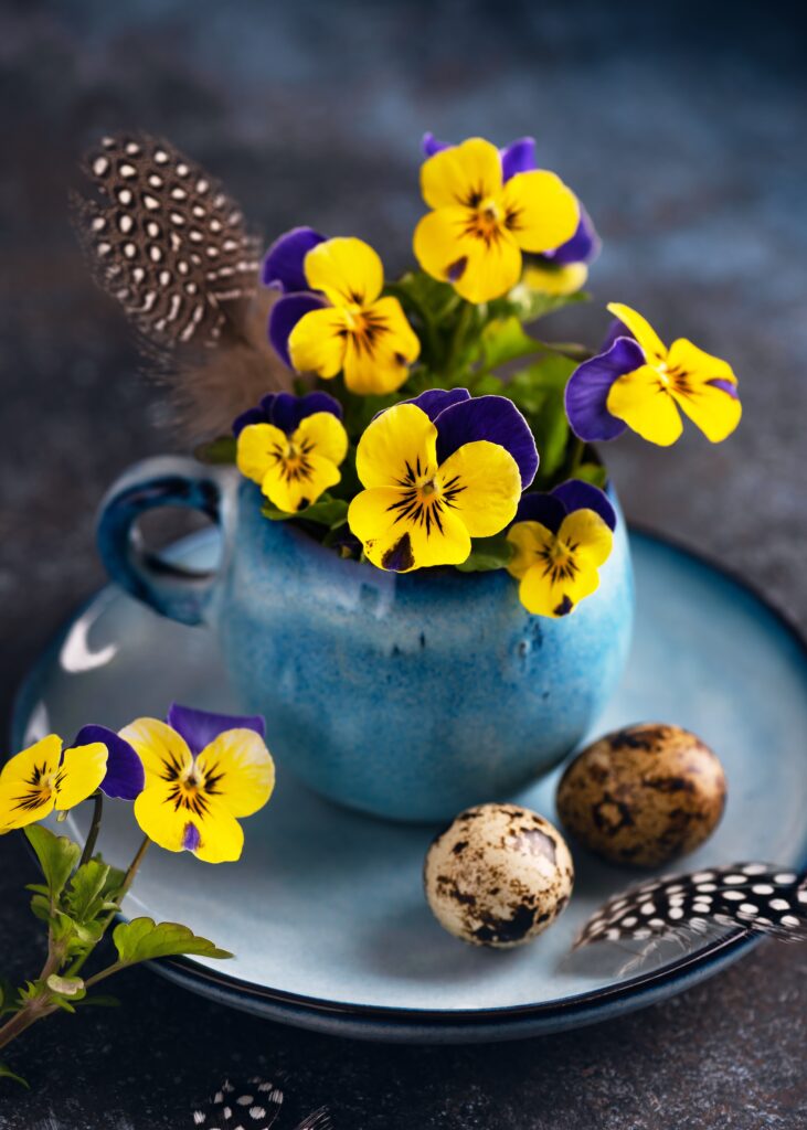 Yellow and purple pansies planted in a blue teacup with quail eggs and feathers for a simple Easter plant display.
