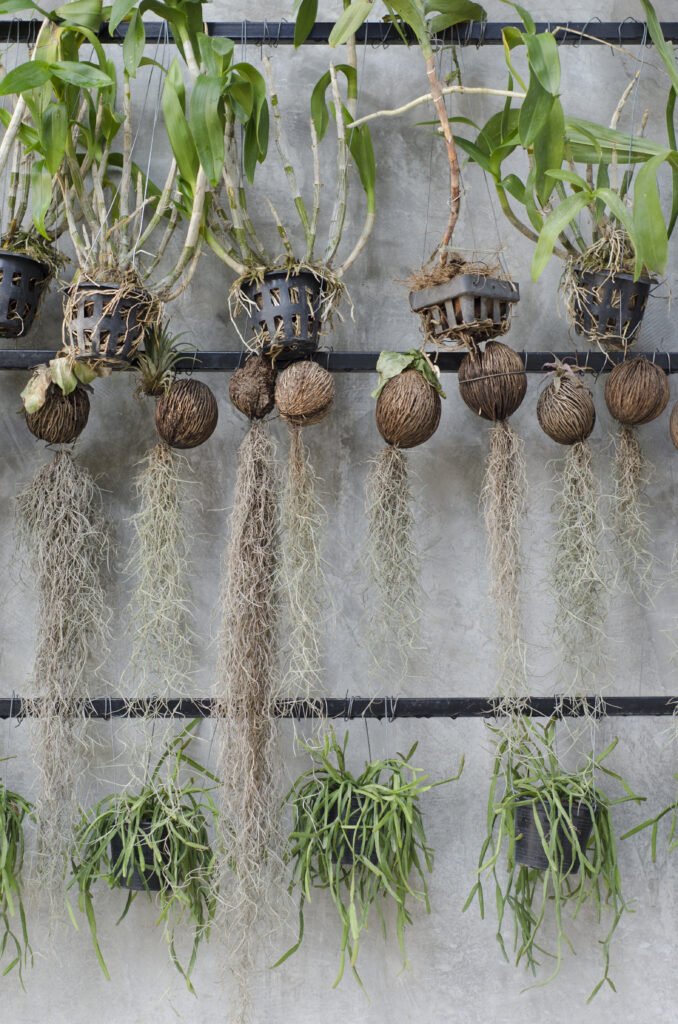 15 Hanging House Plants That Instantly Make a Room Feel Lush 16 at Foliah Decorate home with hanging orchid.