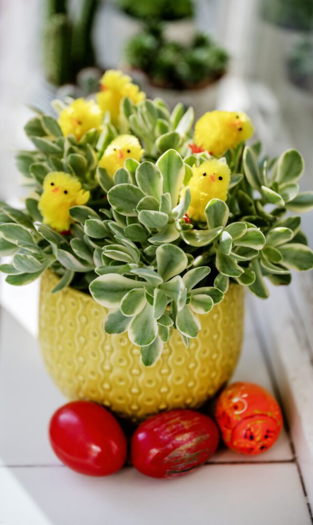 Green succulent plant styled in a yellow pot with small Easter chicks and red eggs for bright, playful Easter plant decor.