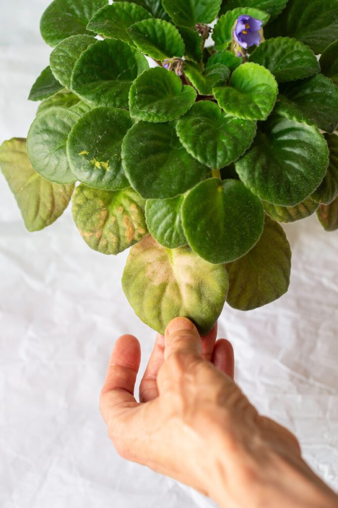 Female hands holding a damaged violet leaf. The topic of caring for house plants and their diseases.