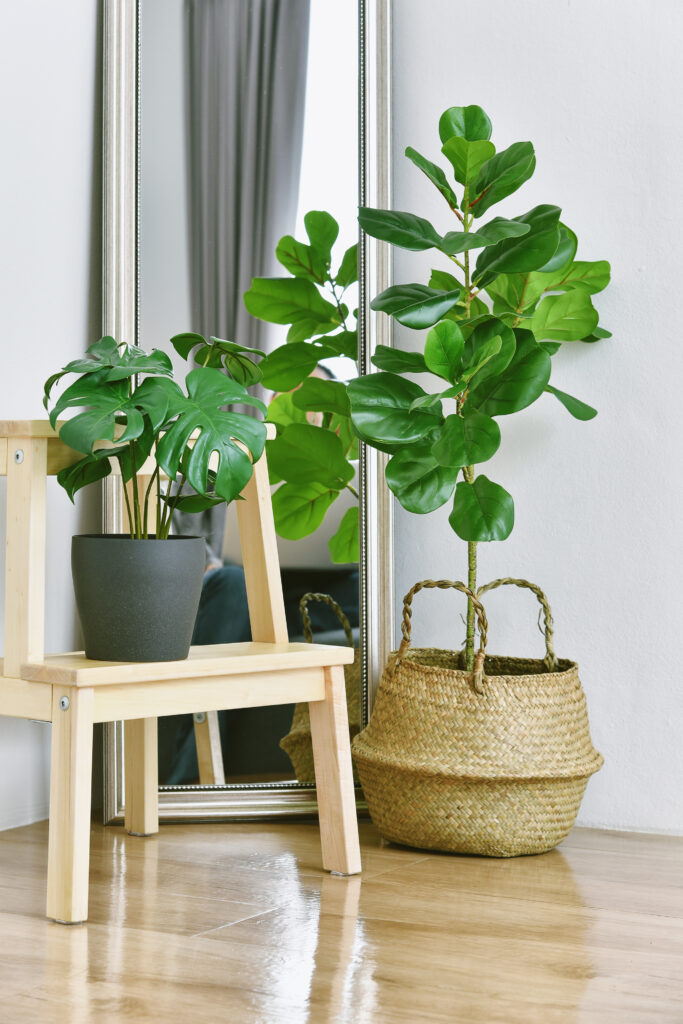 Corner with a fiddle leaf fig and monstera plant placed beside a mirror, creating a simple and bright indoor plant display.
