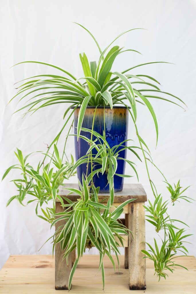 Fresh Spider Plant (Chlorophytum) with drops in blue ceramic pot, isolated on white wall background. Colourful flowerpot blooming on small wooden table, home or office interior decoration