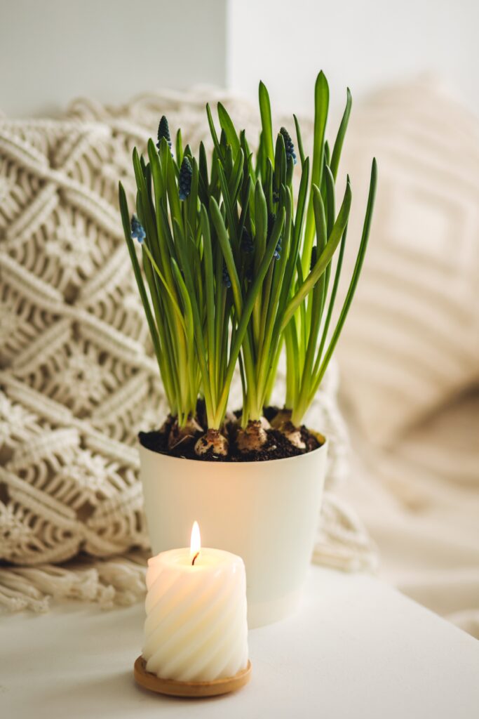 Potted muscari bulbs with green shoots and early blue flowers on a bedside table next to a lit candle.