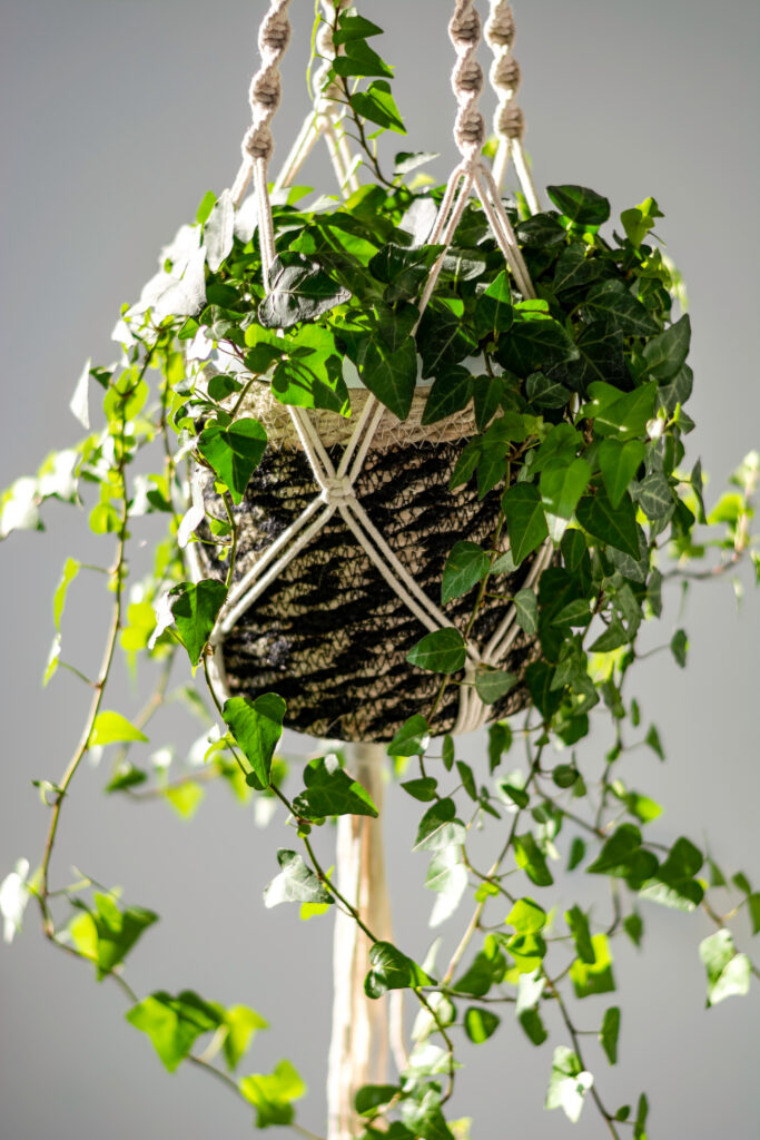 Green Ivy (Hedera helix) in stylish handmade macrame shelf planter hanger for indoor plants
